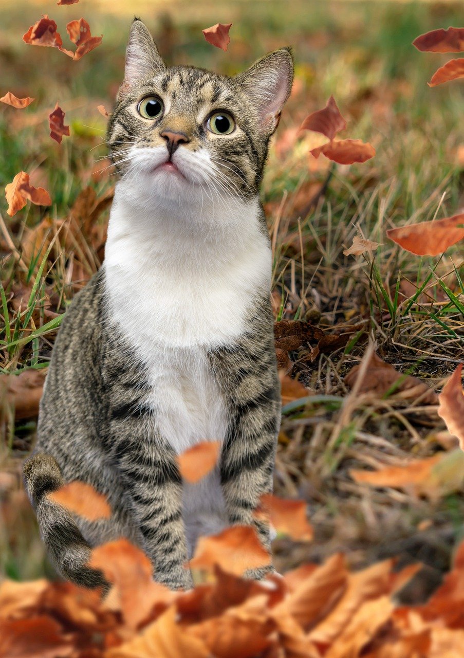 cat, feline, leaves